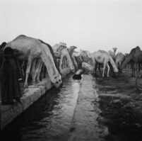 Flock camels at a watering point