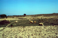 Afghan Sheep Grazing