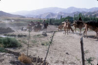 Baluchi Nomads