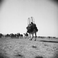 Litter mounted camel following a caravan