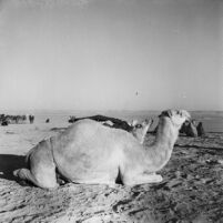 Camels resting in the desert