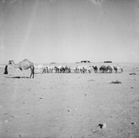 Snapshot of camels in the desert
