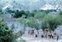 Mujahideen With Their Horses in The Valley