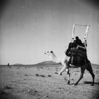 Bedouin woman and child riding a camel