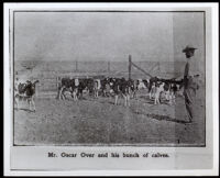 Oscar Over with calves, Allensworth, 1908-1918