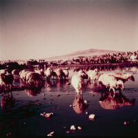 Herd of sheep and camels at a water point