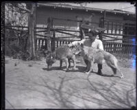 Baron Auckland petting his wolves, Los Angeles, 1925