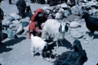 Hazara Woman Milking Goat