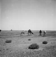 Camels grazing