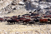 Herd of Sheep With Colored Markings
