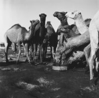 Camels at a watering point