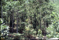 Vandiperiyar forest of teak trees, Vandiperiyar (India), 1984