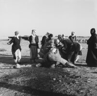 Bedouin men skinning a slaughtered camel