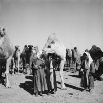 Bedouin children posing with a camel