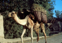 Camel With Grape Baskets