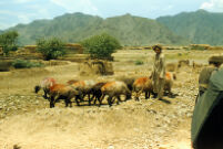 Sheeps And Shepherds