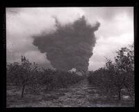 Plumes of smoke from fire as seen from an orchard near Union Oil Company, Brea, circa 1926