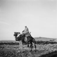 Bedouin on camel back