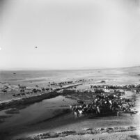 View of a herd of camels at a watering point