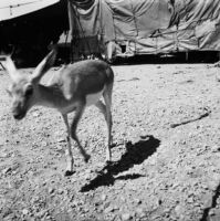 Snapshot of a baby gazelle