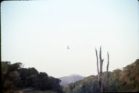 Thekkady Lake area teak forest at Periyar Wildlife Sanctuary, Thekkady (India), 1984
