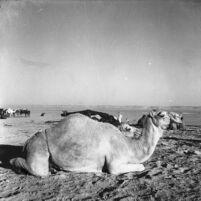 Snapshot of a female camel and her calf