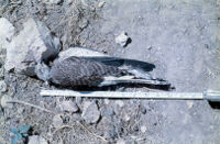 Dead Hawk