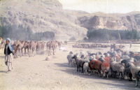 Herd of Sheep and Camel
