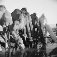 Camels watering at a canal