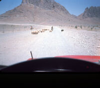 Qandahar Sheep in Road