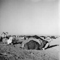 Camels resting around a tent