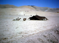 Nomad Tent Near Kalifgan