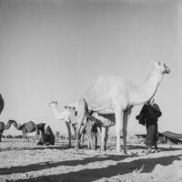 Herd of camels in the desert
