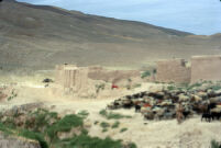 Sheep Near Gandarra