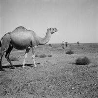 Camels in a pasture