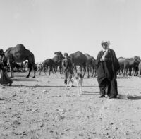 Bedouins in front a herd of camels