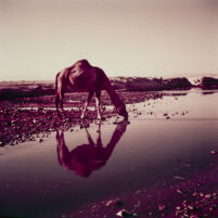 Camel watering at an oasis