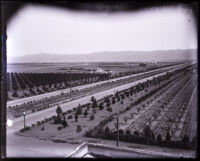 Aerial view of orchards, Van Nuys, 1920s