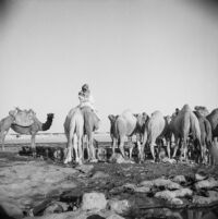 Snapshot of a Bedouin man on a camel