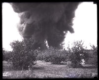 Dark plumes of smoke from fire as seen from an orchard near Union Oil Company, Brea, circa 1926