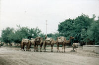 Camels in Town Being Led by Donkey