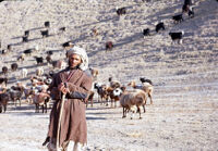 Shepherd With Flocks