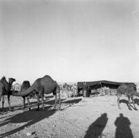 Snapshot of a Bedouin tent