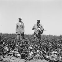 Jibrail Jabbur picking cotton