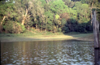 Thekkady Lake at Periyar Wildlife Sanctuary, Thekkady (India), 1984