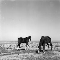 Snapshot of horses grazing in a field
