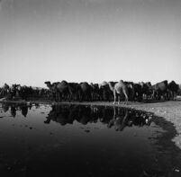 Herd of camels at a watering point