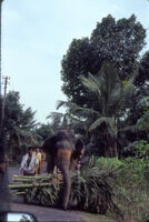 Elephant carrying palm stalks on a road in a forested area, Kerala (India), 1984