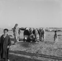 Bedouin men skinning a slaughtered camel