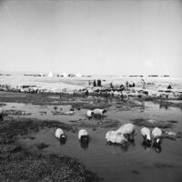 Flock of sheep at a water point